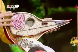 猫、狗嗅觉大比拼，结果超出你的预料图片