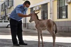 新疆警民接力救助国家一级保护动物小野驴图片