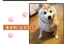 2020魔都吸宠攻略来了！再多烦恼都烟消云散了图片