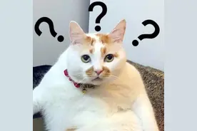 海口一男子送电动车给老婆，不久后就被警察抓了，为啥？图片