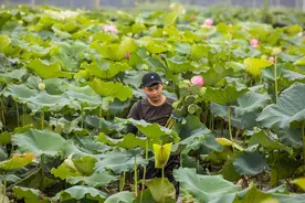 美丽城镇进行时丨江南可采莲！海曙这片荷塘约你观光采摘图片