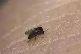 @海南人，看到这种黑色小虫躲远点…图片