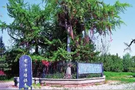 探寻秦岭C位担当 秦岭堪称南北生物物种库 带你探秘十大“古树王”图片