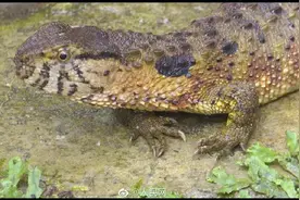 广西贺州39条鳄蜥宝宝出生图片