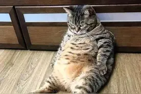 主人夜里起来喝水，发现猫咪被蛇吞掉只剩头，走近一看懵圈图片