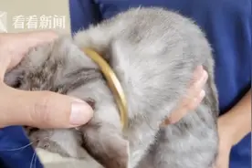 猫头被3万元金镯卡住 女子无奈求助消防！喵星人：是主人动的手图片