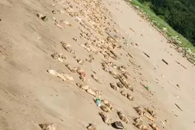 大量猪蹄现身东莞海滩追踪：未流入市场，来源仍无法判定图片