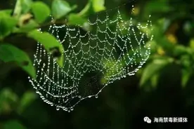 蜘蛛“嗑完药”后都不会织网了？更别说人了！图片