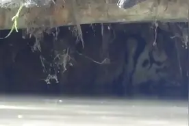 印度一国家公园90%区域遭洪水淹没 老虎被拍到进入羊棚躲避水灾图片