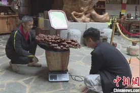 云南保山发现巨型灵芝菌 直径80厘米重6公斤图片