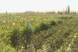 苏拉宫村：露地蔬菜示范园打开增收新渠道图片