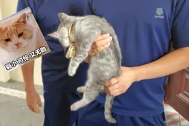 神操作！3万元金镯子卡住猫头！保猫还是保镯子？图片