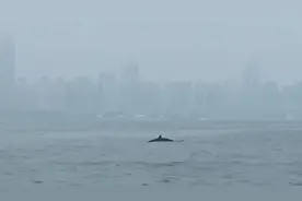 50秒｜稀奇！青岛近海有鲸鱼出没 两次跃出海面 或为虎头鲸图片