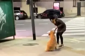阿根廷一只金毛因不愿过马路被主人扇耳光图片