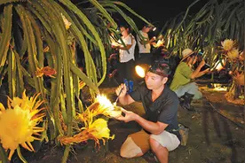 夏夜“点花”忙图片