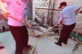 多只流浪狗半夜叫声扰民，济南民警携带专业工具抓捕除患图片