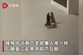 两只老鼠站立互殴一旁猫咪被吓傻 图片详情曝光这一幕太神奇了图片