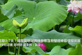 花期3-7天！南京莫愁湖两株并蒂莲有望迎来最佳观赏期视频封面