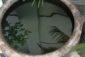 情报站｜花鱼缺氧跳出缸，垂危边缘鱼儿“互救”的情景你见过吗？图片