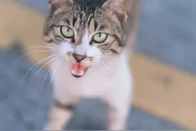 我的宠物 | 村猫小白和它被囚禁的一生图片