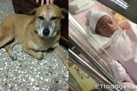 “记得来当我小孩！”她梦见已逝爱犬后怀孕　宝宝眼神让网友惊呼图片