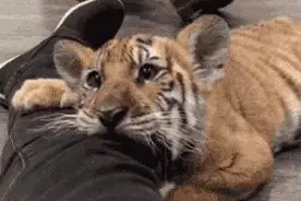 现场画面曝光！的哥开车突遇东北虎，默默对视20分钟…图片