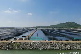 66批次未检出敌敌畏！海参对水质要求高，官方：不使用违规农药图片