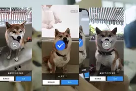 支付宝开放宠物鼻纹识别技术 狗子和喵星人也能“刷脸”投保了图片