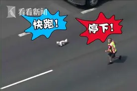 美国两车相撞宠物狗逃窜 高速上演“人狗追逐大战”图片