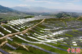 甘肃无围墙“养殖场”：“光伏养鸡”成贫困户增收新产业图片