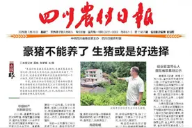 豪猪不能养了 生猪或是好选择图片