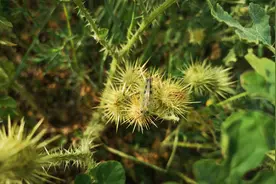 外侵物种黄花刺茄成片出现在吉林 对农作物动物均有害图片