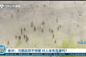 有危害吗？泰州：汛期出现不明螺，居民担心是钉螺传播血吸虫病视频封面