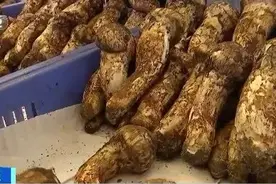 松茸价格大跳水！曾经卖出万元高价，如今“起步价”降至百元！未来可能还会降！你会买吗？图片