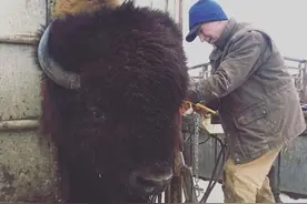 不要被动物园给骗了！其实动物们比你想象的要大图片