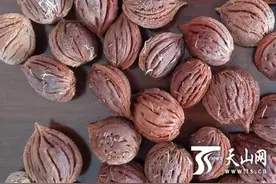 吐鲁番出土晋唐时期桃核 千年前这里就在栽培桃树图片