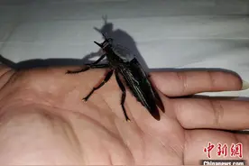 安徽发现最大蝇类：个头似蜻蜓 连蝉也敢捕食图片