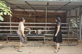 杞县柿园乡：养殖波尔山羊 助力脱贫走上致富路图片