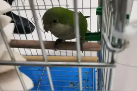 涉嫌网购濒危野生动物“绿和尚”鹦鹉，深圳男子被警方查获图片