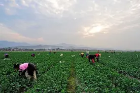 始兴城南镇：土地流转敲开致富门图片