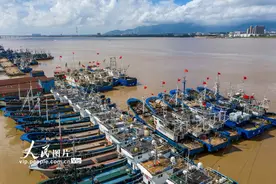 浙江瑞安：受台风“黑格比”影响 渔船纷纷回港避风图片