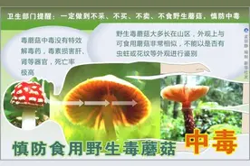 致幻蘑菇刷屏！专家：野生蘑菇中毒死亡率高达20%图片