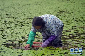 「你笑起来真好看」石柱莼菜：人间至味，更是“脱贫金苗”图片
