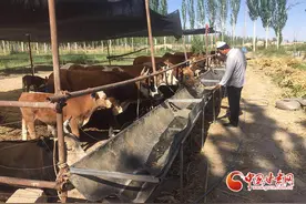 瓜州：牛羊“欢唱”富民曲图片
