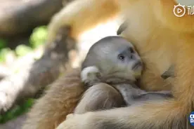 呆萌可爱！神农架再添一只雄性金丝猴宝宝，网友：一举一动都是贵族气质图片