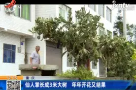 重庆：仙人掌长成3米大树 年年开花又结果视频封面