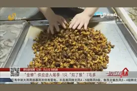 “金蝉”供应进入尾季，一斤“知了猴”大约75元，折合一只7毛多
