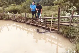 梅州蕉岭山塘惊现50斤巨蟒，警方出动图片