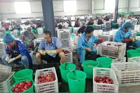 组团“卖货郎”又当“包工头”陕西省周至村干部帮助村民销售百万斤李子图片