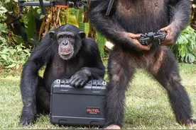 国外一段“黑猩猩飞无人机”的视频播放过百万，然而却是摆拍的图片